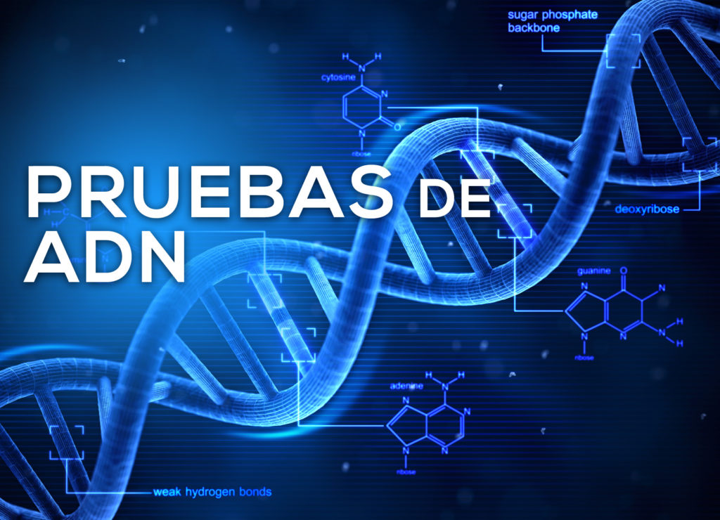 Cómo Se Hace Una Prueba De Adn De Paternidad Ampligen 5025